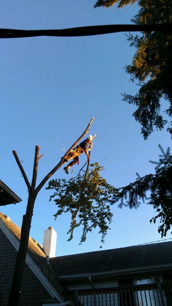 Gallery Nelson Tree Service LLC